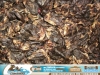 1kg Entenherzen getrocknet