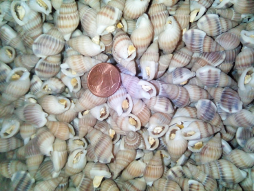 250 gramm Futterschnecken Cichlidenfutter Krebse Garnelen Seewasser Goldfische