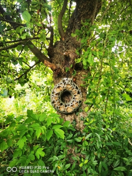 1Stk Hallo Yara Meisenknödel Ring Recycelt ist gut für unsere Welt und sorgt für viele glückliche Vögel.