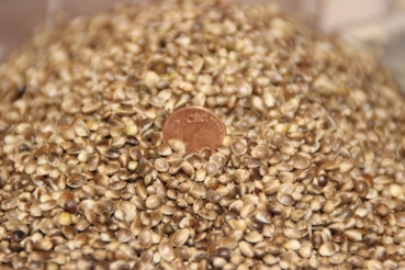 2,5kg Hanfsaat ohne THC Gehalt