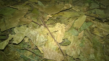 1kg getrocknete Walnussblätter Walnuss Blätter