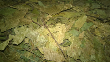 500 gramm getrocknete Walnussblätter Walnuss Blätter