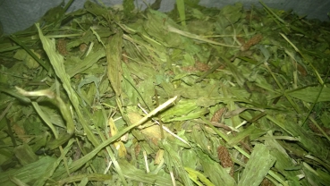 5kg Spitzwegerichblätter mit Stiele getrocknet Blätter Spitzwegerich