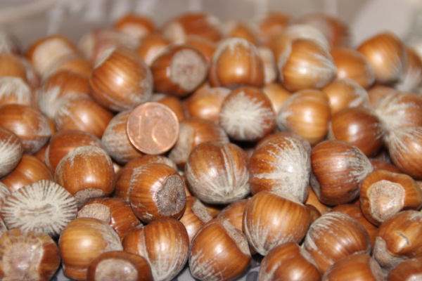 1kg Haselnüsse Neue Ernte