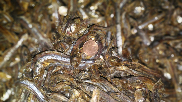 1kg Trockenfisch Sprotten