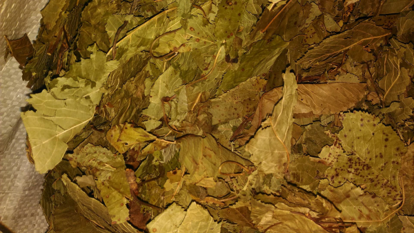 1kg Kirschblätter getrocknet mit Stiele