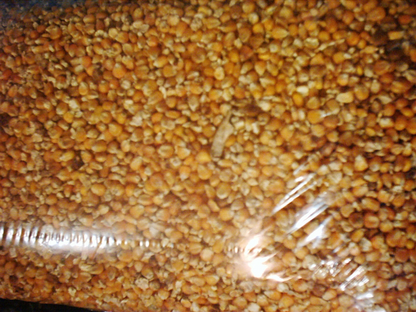 1kg ganzer gelber Mais