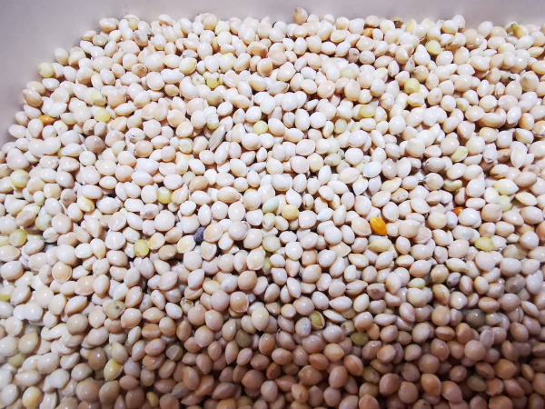 5kg Silberhirse Hirse Silber Vögel