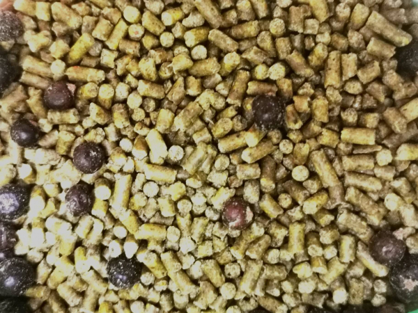 1kg Remiline Universal Körnchen Komplette Nahrung (gepresstes Körnchen) für alle Drossel- & Eichelhäher Arten