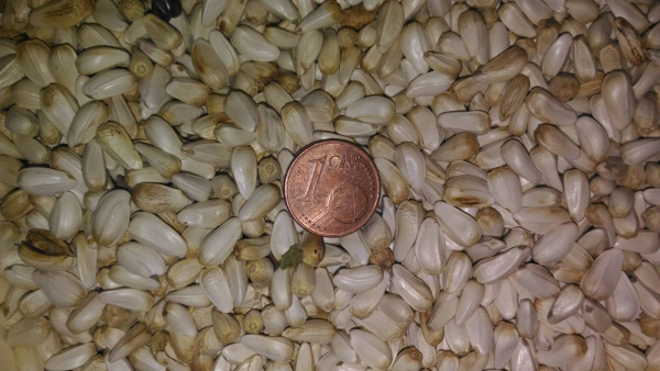 1kg Cardysaat Kardysaat Kardy Cardy Cardi Kardi Vogelfutter Papageienfutter