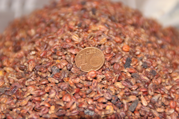 1kg Traubenkerne Deutschland Wärmetherapie und Traubenkernkissen Kerne Kissen