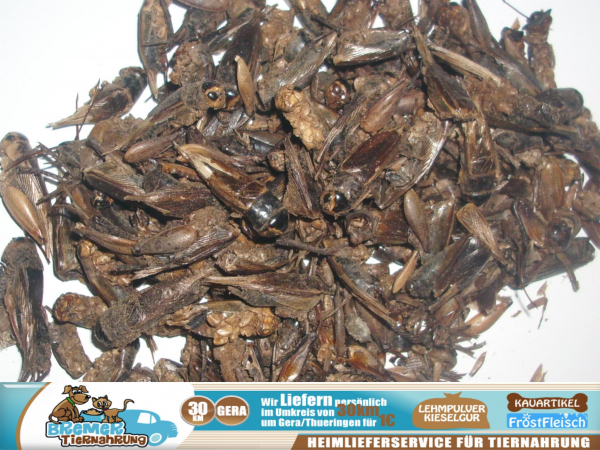 1kg Grillen Heimchen getrocknet Futterinsekten