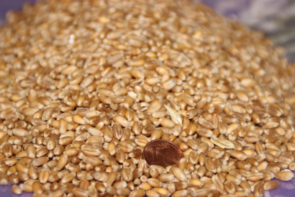 25kg Weizenkörner Futterweizen aktuelle Ernte gereinigt Futtergetreide Deutsche Ware