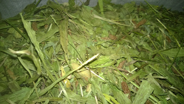 1kg Spitzwegerichblätter mit Stiele getrocknet Blätter Spitzwegerich